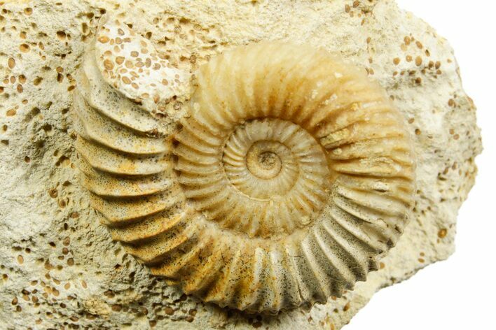Jurassic Ammonite (Parkinsonia) Fossil - Calvados, France #367853